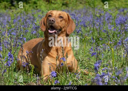 renard rouge, jaune labrador retriever, couché dans des fleurs de bluebell Banque D'Images