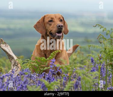 fox red jaune labrador retriever Banque D'Images