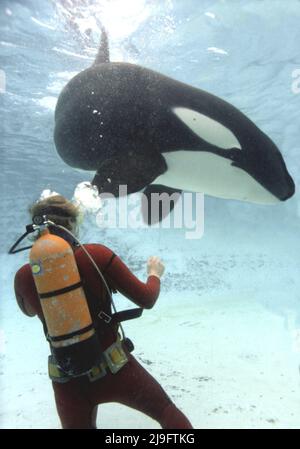 Orque et plongeur, Orcinus orque est une baleine à dents de la famille des dauphins, elle est reconnaissable par son motif noir et blanc Banque D'Images