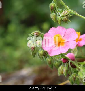 gros plan d'un groupe de belles fleurs d'helianthemum rose, foyer sélectif Banque D'Images