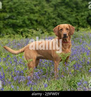 le labrador jaune retriever debout dans des cloches Banque D'Images
