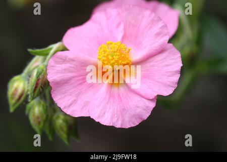 gros plan d'une fleur d'helianthemum rose sur un arrière-plan sombre et flou Banque D'Images