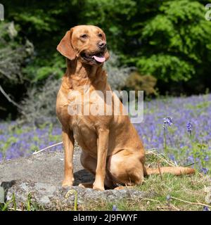 le chien de yellow labrador retriever s'est assis dans des cloches Banque D'Images