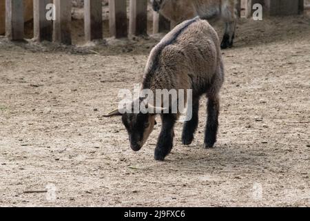 Jeune chèvre nain ouest-africain. Zoo de Budapest, Budapest, Hongrie. Banque D'Images