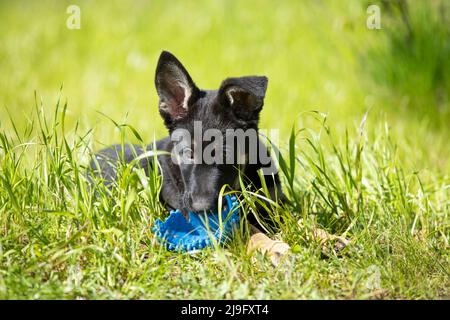 Un mignon petit chiot Berger allemand jouant avec un jouet bleu sur l'herbe verte lors d'une belle journée d'été. Portrait d'un chiot joyeux avec de grandes oreilles Banque D'Images