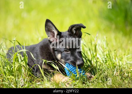 Un petit chiot Berger allemand mignon grignote sur un jouet bleu sur l'herbe verte lors d'une belle journée d'été. Portrait d'un chiot joyeux avec de grandes oreilles Banque D'Images