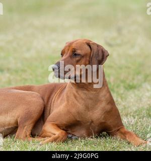 Le Rhodesian Ridgeback Banque D'Images