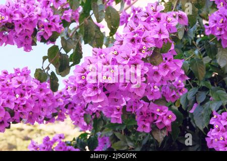 Le buisson de Bougainvillea se développe à côté de bâtiments résidentiels sur la côte de Croatie. Paysages d'été en voyage, fleurs violettes fleuries. Banque D'Images
