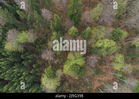 Vue aérienne de la belle forêt verte, au printemps Banque D'Images