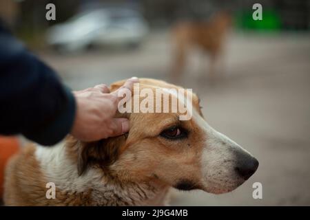 L'homme s'occupe de la tête du chien. Le gars caresse le visage d'un chien sans abri avec sa main. Portrait d'été des animaux dans la rue. Yeux rainurés d'un Banque D'Images