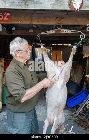 Le roebuck tourné éviscération professionnelle Banque D'Images