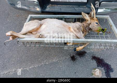 roebuck tué, la branche en travers de la bouche, le dernier pâturage ou la dernière morsure symbolise le dernier repas avant la mort. Banque D'Images