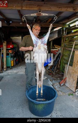 Le roebuck tourné éviscération professionnelle Banque D'Images