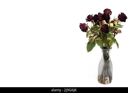un bouquet de fleurs de roses rouges flétrissent dans un vase en verre avec de l'eau sale sur fond blanc concept pour le bouquet transience Banque D'Images