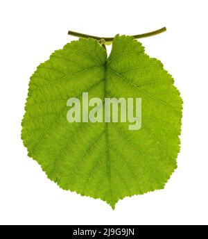 Feuille de noisette fraîche isolée sur fond blanc Banque D'Images