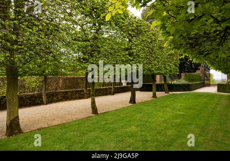 L'allée Beech dans le jardin du manoir de Hidcote, Cotswolds, Chipping Camden, Gloucestershire, Angleterre, Royaume-Uni. Banque D'Images