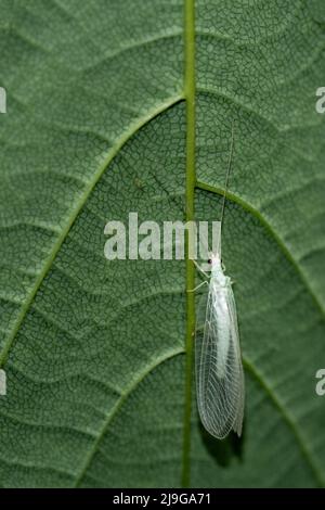 Insecte laquant sur la feuille. Probablement Chrysoperla carnée. ROYAUME-UNI. Banque D'Images