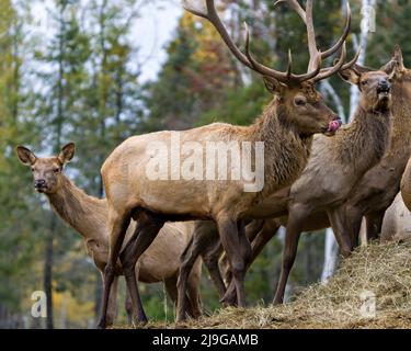 Elk Antlers se pêche à la ligne en gardant son troupeau de vaches élan avec un fond de forêt dans leur environnement et habitat environnant. Banque D'Images