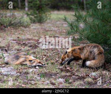 Renards jouant, luttant, fêtant, interagissant avec un comportement de conflit dans leur environnement et leur habitat avec un arrière-plan de forêt flou. Banque D'Images