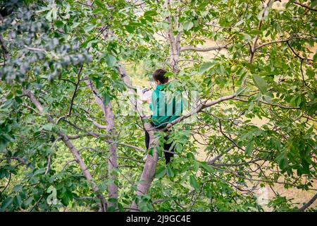 Un petit garçon sur un arbre lit un livre d'histoire. Enfant étudiant dans un arbre. Un enfant lit un roman. Enfant lisant un livre d'histoire assis sur un arbre Banque D'Images