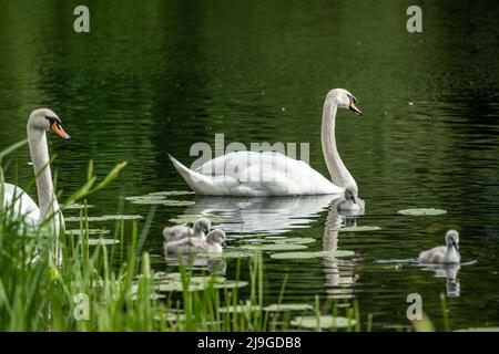 Mute Swan, Cygnus olor portant un cygnet, et avec des cygnets de bébé, sur un étang au Royaume-Uni. Banque D'Images