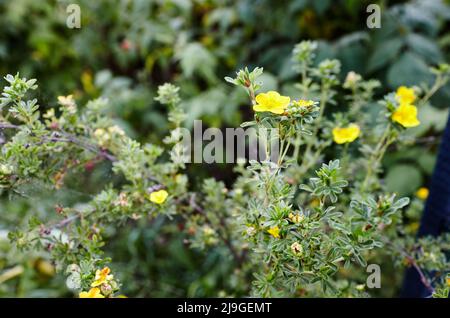 Potentilla fruticosa Goldstar Shrubby Cinquefoi plante dans le jardin. Magnifique Bush - une plante ornementale pour parc paysagé. Nom de famille Rosaceae, scie Banque D'Images