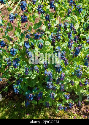 Fleurs violettes et feuillage charnel de l'insecte attirant le millepertuis annuel, Cerinthe Major 'purpurascens' Banque D'Images