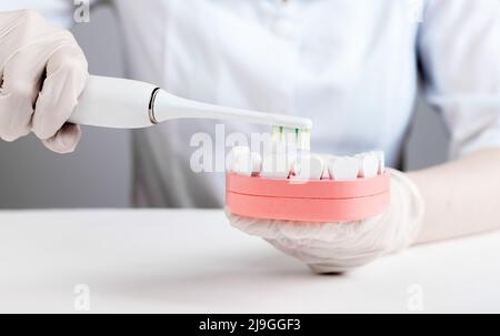 Dentiste utilisant une brosse à dents électrique pour le brossage des dents dans le modèle de mâchoire. Prévention de la cavité, de la gingivite et des maladies parodontales. Stomatology, concept d'hygiène buccale. Photo de haute qualité Banque D'Images