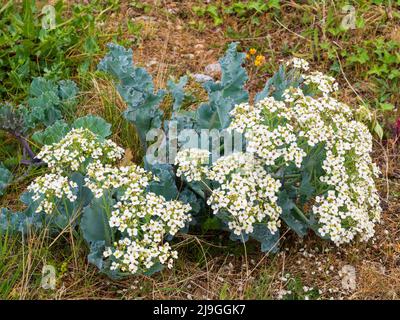 Bleu marine, Crambe maritima, pleine fleur du début de l'été sur les rives de galets de Pagham Harbour, West Sussex, Royaume-Uni Banque D'Images