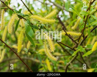Les chatons mâles du saule à fleurs printanières de crack, Salix x fragilis, un arbre britannique commun Banque D'Images