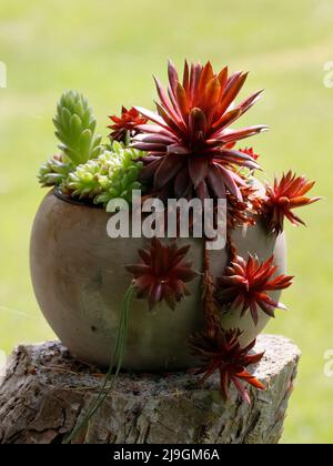 Houseleek vert et rouge dans un pot en pierre sur un tronc d'arbre Banque D'Images