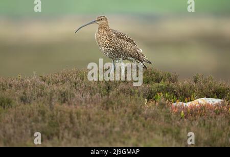 Le curlew adulte de Springtime se trouvait dans des landes couvertes de bruyère sur les North Yorkshire Moors, au Royaume-Uni. Orienté vers la gauche. Nom scientifique: Numenius Arquata Banque D'Images