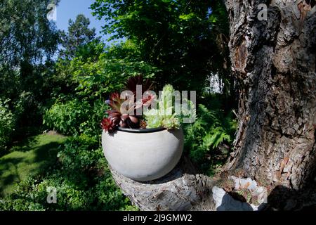 Houseleek vert et rouge dans un pot en pierre sur un tronc d'arbre Banque D'Images