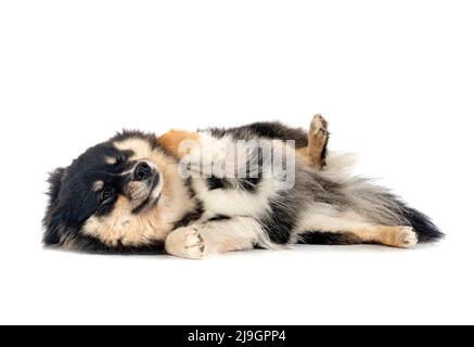 Finnish Lapphund in front of white background Banque D'Images