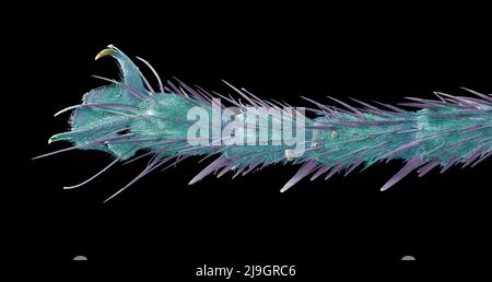 Image de microscope électronique à balayage SEM d'une créature extraterrestre Bluebottle Fly détail microscopique de la jambe Banque D'Images