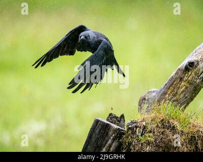 Jackdaw au milieu du printemps au milieu du pays de Galles Banque D'Images