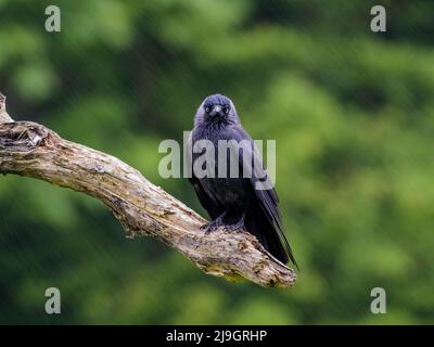 Jackdaw au milieu du printemps au milieu du pays de Galles Banque D'Images