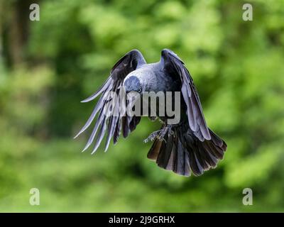 Jackdaw au milieu du printemps au milieu du pays de Galles Banque D'Images