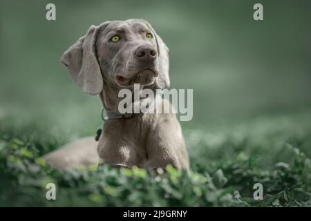 Chien Weimaraner dans l'herbe verte Banque D'Images