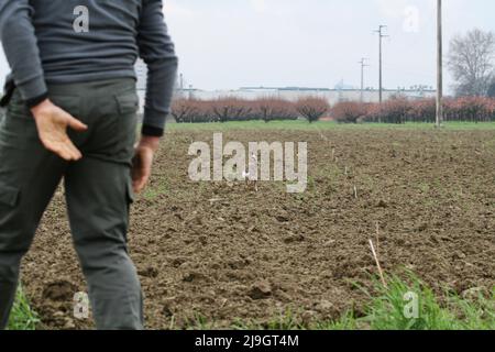 Un opérateur ou un agriculteur fauniste trouve un lièvre européen qui s'enlise rapidement dans la campagne - un zoologiste regarde un lièvre sauvage s'ensuivre dans le champ Banque D'Images