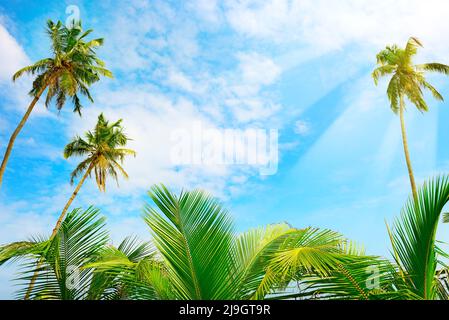 Palmier à noix de coco et ciel bleu avec lumière du soleil. Arrière-plan tropical Banque D'Images