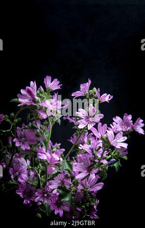 Malva sylvestris dans un vieux vase sur le fond sombre. Fleurs de malow commun (Malva sylvestris). Banque D'Images