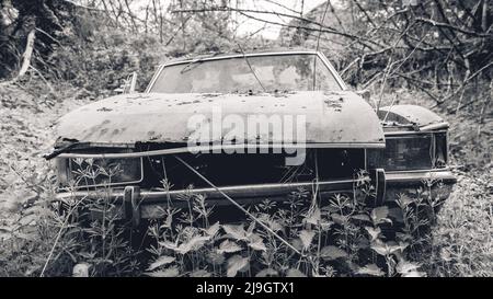 De vieilles voitures Ford abandonnées déversées dans la forêt quelque part en Belgique. Banque D'Images