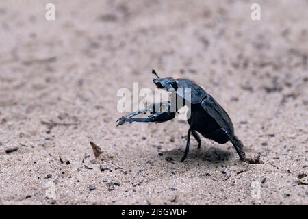 Dendroctone du fumier de Popeye (Pachylomera femoralis) dans le parc des terres humides d'iSimangaliso, KwaZulu-Natal, Afrique du Sud Banque D'Images