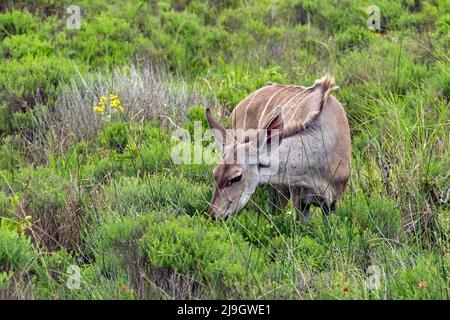 Grand kudu (Tragelaphus strepsiceros), une femme qui navigue dans le parc des terres humides d'iSimangaliso, KwaZulu-Natal, Afrique du Sud Banque D'Images