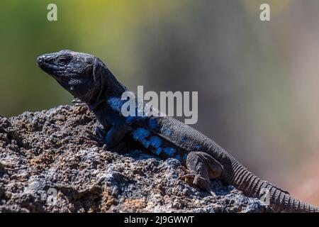 Un lézard de Ténérife (Gallotia galloti) mâle, une espèce trouvée dans le parc national du Teide. Banque D'Images