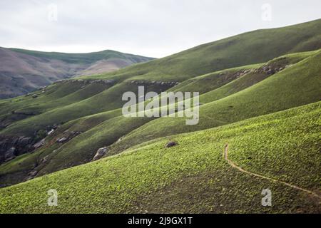 Une nouvelle croissance le long des pentes brûlées des montagnes du Drakensberg, en Afrique du Sud, dans la lumière du matin, lui donnant l'illusion de briller Banque D'Images