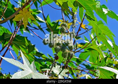 Fruits de ricin (Ricinus communis) sur arbre, Rio Banque D'Images