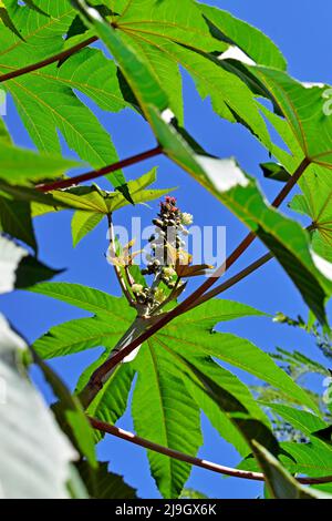 Fruits de ricin (Ricinus communis) sur arbre, Rio Banque D'Images