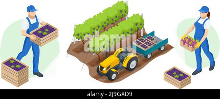 Jardiniers isométriques, agriculteurs, travailleurs qui s'occupent du jardin, produits agricoles en culture. Vendange, raisins rouges. Vignoble en récolte d'automne Illustration de Vecteur